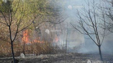 Teleorman: Incendiu de vegetație extins în litiera Pădurii Galbene din zona Banov