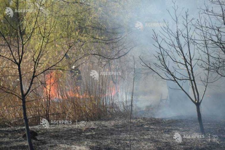 Teleorman: Incendiu de vegetație extins în litiera Pădurii Galbene din zona Banov