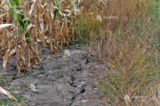 FAO: Starea solurilor se degradează la nivel mondial, iar soluțiile sunt ignorate