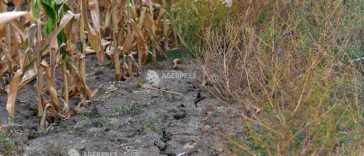 FAO: Starea solurilor se degradează la nivel mondial, iar soluțiile sunt ignorate