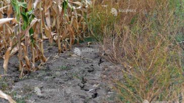 FAO: Starea solurilor se degradează la nivel mondial, iar soluțiile sunt ignorate