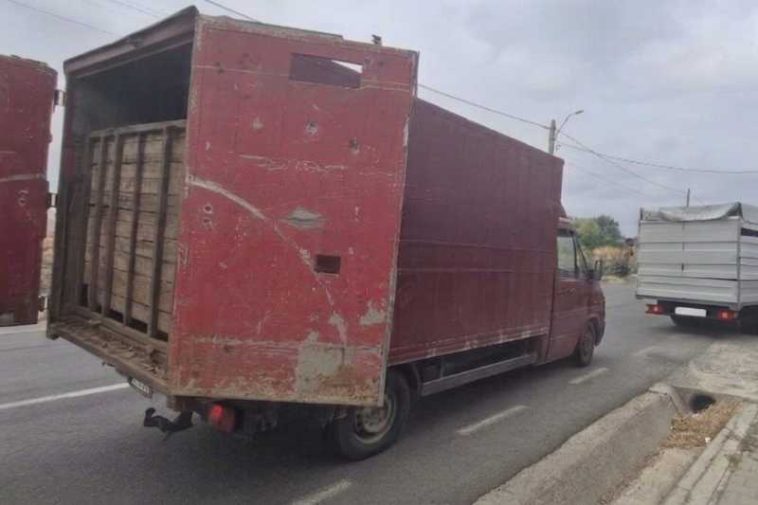 ANSVSA: Două transporturi ilegale de animale, depistate în județul Tulcea