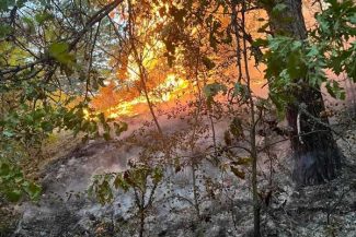 Hunedoara: Peste 15 hectare de vegetație uscată și de fond forestier din zona Rovina, afectate de incendiu