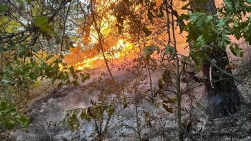 Hunedoara: Peste 15 hectare de vegetație uscată și de fond forestier din zona Rovina, afectate de incendiu