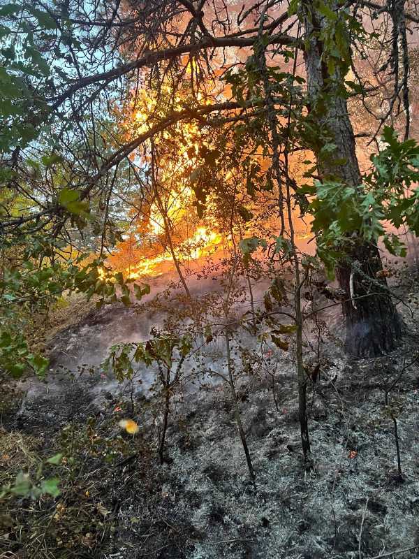 Hunedoara: Peste 15 hectare de vegetație uscată și de fond forestier din zona Rovina, afectate de incendiu