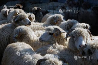 ANSVSA: Două focare de variolă ovină și caprină confirmate în județul Constanța