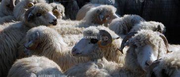 ANSVSA: Două focare de variolă ovină și caprină confirmate în județul Constanța