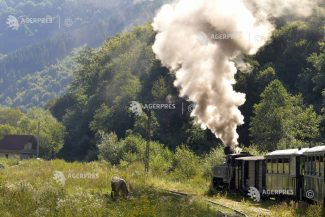 Maramureș: Trenul Mocănița, favoritul turiștilor care petrec vacanța de vară în județ