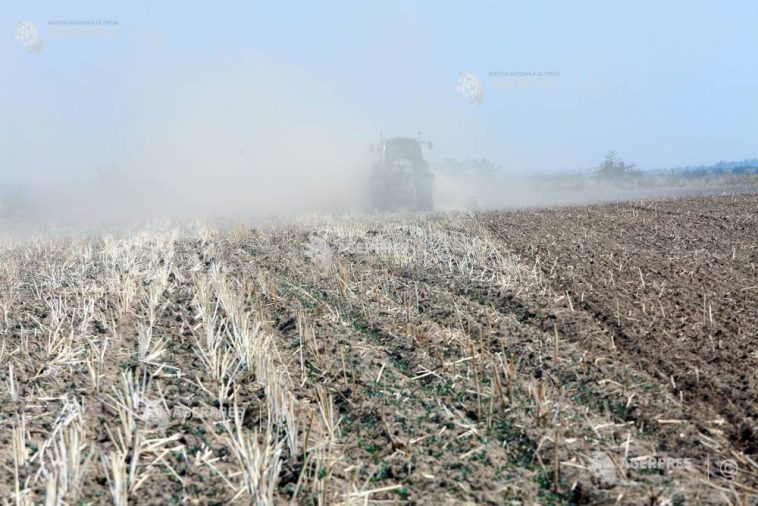 Arad: Aproximativ 1.300 de fermieri au reclamat pagube la culturile de toamnă; 79.000 de hectare afectate de secetă