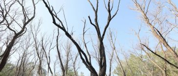 Dronă detectată în apropiere de Insula Șerpilor/MApN: Nu au fost raportate pătrunderi în spațiul aerian național