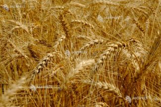 AAC solicită control și trasabilitate completă a cerealelor ucrainene în tranzit: solidari cu Ucraina, dar nu cu prețul bunăstării fermierilor…