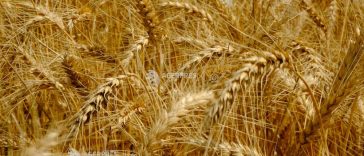 AAC solicită control și trasabilitate completă a cerealelor ucrainene în tranzit: solidari cu Ucraina, dar nu cu prețul bunăstării fermierilor…
