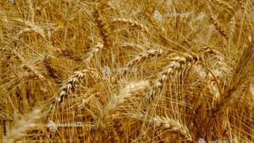 AAC solicită control și trasabilitate completă a cerealelor ucrainene în tranzit: solidari cu Ucraina, dar nu cu prețul bunăstării fermierilor…
