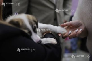 Poliția Locală: Tot mai mulți proprietari aleg să-și sterilizeze câinii de rasă comună