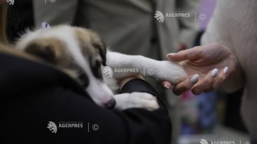 Poliția Locală: Tot mai mulți proprietari aleg să-și sterilizeze câinii de rasă comună