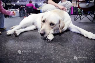 Câinii pot recunoaște diferite emoții de pe chipurile oamenilor, afirmă un studiu