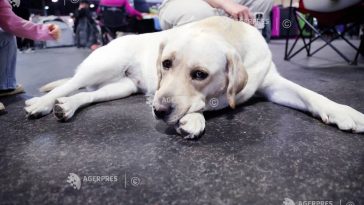 Câinii pot recunoaște diferite emoții de pe chipurile oamenilor, afirmă un studiu