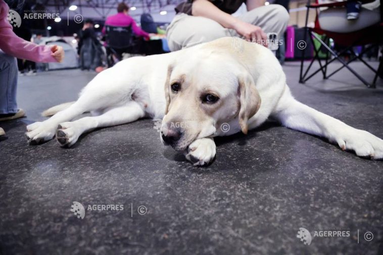 Câinii pot recunoaște diferite emoții de pe chipurile oamenilor, afirmă un studiu