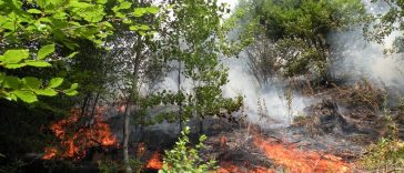 Romsilva: Puternic incendiu de pădure în apropierea localității Plauru; după mărturia localnicilor, cauza ar fi explozia unei drone