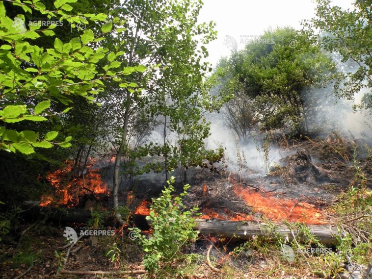 Romsilva: Puternic incendiu de pădure în apropierea localității Plauru; după mărturia localnicilor, cauza ar fi explozia unei drone