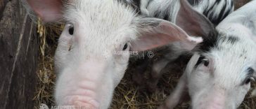 Președintele a promulgat legile privind ajutorul pentru crescătorii de porci și vite; pragul maxim – 50.000 de euro