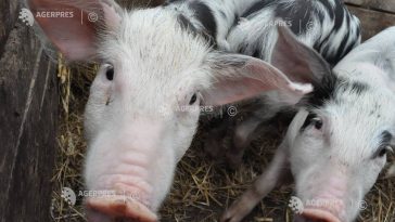 Președintele a promulgat legile privind ajutorul pentru crescătorii de porci și vite; pragul maxim – 50.000 de euro