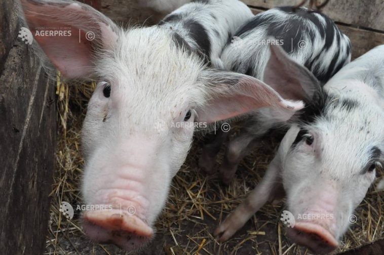 Președintele a promulgat legile privind ajutorul pentru crescătorii de porci și vite; pragul maxim – 50.000 de euro