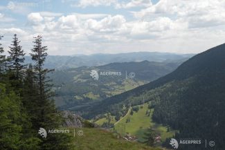 Cosașul bicăjean – planta ce trăiește doar în zona Cheile Bicazului-Cheile Șugăului; majoritatea exemplarelor, în Neamț