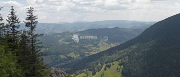 Cosașul bicăjean – planta ce trăiește doar în zona Cheile Bicazului-Cheile Șugăului; majoritatea exemplarelor, în Neamț