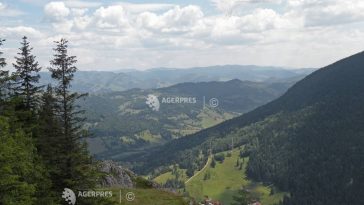Cosașul bicăjean – planta ce trăiește doar în zona Cheile Bicazului-Cheile Șugăului; majoritatea exemplarelor, în Neamț