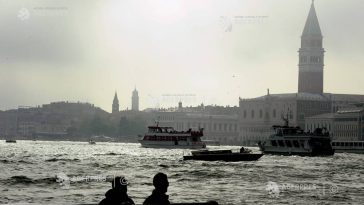 Un delfin a fost zărit în Canal Grande din Veneția
