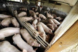 Buzău: Două focare de pestă porcină africană, confirmate de DSVSA; toate animalele au fost ucise