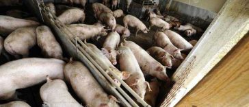 Buzău: Două focare de pestă porcină africană, confirmate de DSVSA; toate animalele au fost ucise