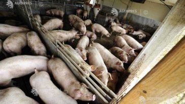Buzău: Două focare de pestă porcină africană, confirmate de DSVSA; toate animalele au fost ucise