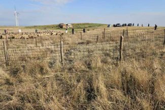 Buzău: DSVSA sacrifică 600 de animale în focarul de variolă; vectorul de transmitere – circulația necontrolată a unor animale