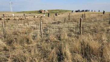 Buzău: DSVSA sacrifică 600 de animale în focarul de variolă; vectorul de transmitere – circulația necontrolată a unor animale