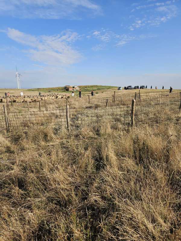 Buzău: DSVSA sacrifică 600 de animale în focarul de variolă; vectorul de transmitere – circulația necontrolată a unor animale