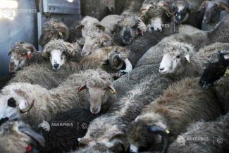 Gorj: Focar de variolă ovină la Bălcești, al treilea depistat în ultima lună în județ; aproape 100 de oi – sacrificate