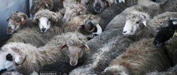 Gorj: Focar de variolă ovină la Bălcești, al treilea depistat în ultima lună în județ; aproape 100 de oi – sacrificate