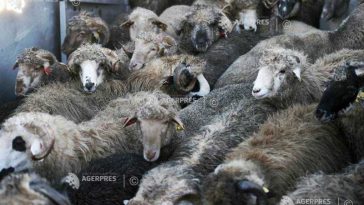 Gorj: Focar de variolă ovină la Bălcești, al treilea depistat în ultima lună în județ; aproape 100 de oi – sacrificate