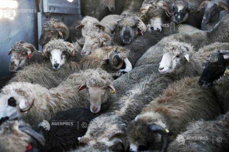 Gorj: Focar de variolă ovină la Bălcești, al treilea depistat în ultima lună în județ; aproape 100 de oi – sacrificate