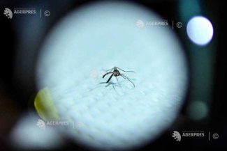 Macedonia de Nord: Virusul West Nile a făcut a opta victimă