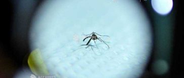 Macedonia de Nord: Virusul West Nile a făcut a opta victimă