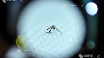 Macedonia de Nord: Virusul West Nile a făcut a opta victimă