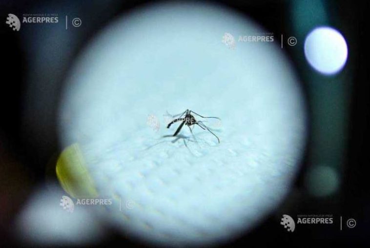 Macedonia de Nord: Virusul West Nile a făcut a opta victimă