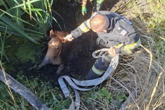 Vaslui: Mânz salvat de pompieri dintr-un șanț plin cu apă și noroi, în zona Delea