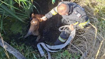 Vaslui: Mânz salvat de pompieri dintr-un șanț plin cu apă și noroi, în zona Delea
