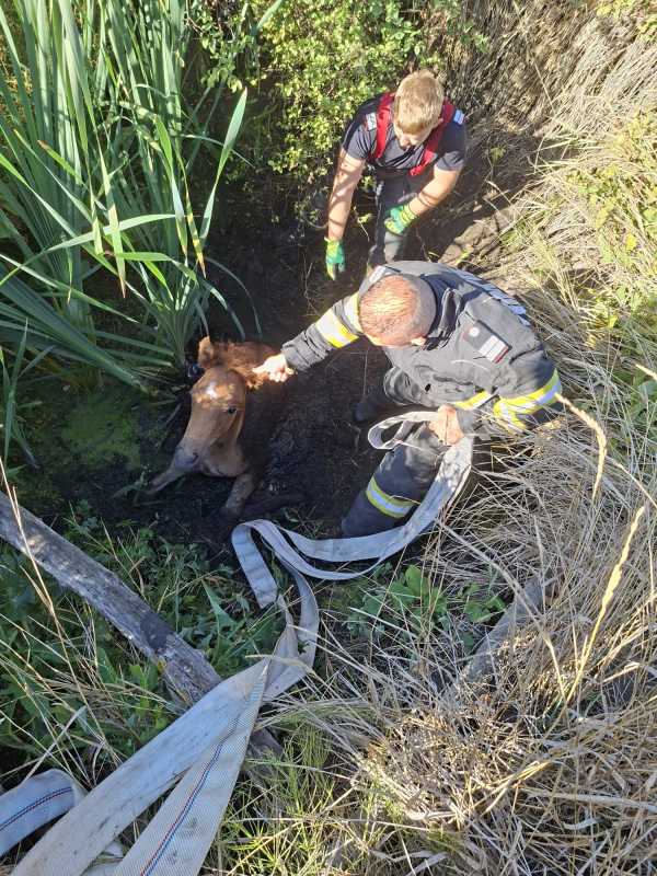 Vaslui: Mânz salvat de pompieri dintr-un șanț plin cu apă și noroi, în zona Delea