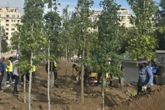 Ciucu: Bulevardul 13 Septembrie va fi un coridor verde; vom planta 1.200 de arbori și 25.000 de arbuști