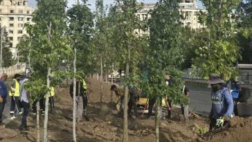 Ciucu: Bulevardul 13 Septembrie va fi un coridor verde; vom planta 1.200 de arbori și 25.000 de arbuști